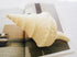 beige trumpet seashell